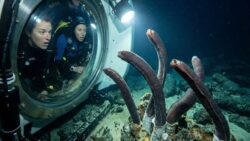 Giant worms found beneath the ocean: scientists are stunned