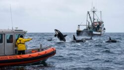 Marine authorities issue warnings as orca groups increasingly, according to reports, show aggressive behaviour toward passing vessels