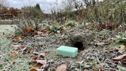 One bathroom product is enough : Rats won’t overwinter in your garden