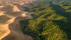 By planting over 1 billion trees since the 1990s, China has slowed desert expansion and restored degraded land