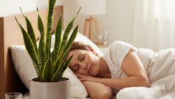How a single houseplant in the bedroom increases deep sleep phases by 37%, nasa study