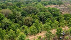 After 25 years of reforestation, once-barren landscapes are now absorbing millions of tons of CO annually