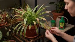 If your spider plant has dry brown tips, it’s not underwatering – it’s your whole plant care routine that’s wrong
