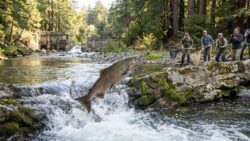 A first in 100 years: a chinook salmon returns to its native California river