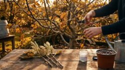 It’s the perfect time to take fig tree cuttings: how to do it in October