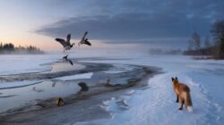 Meteorologists warn early February Arctic shifts may disorient animals relying on temperature and light cues