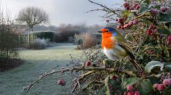 Birdwatchers say this one winter fruit keeps robins loyal to your garden